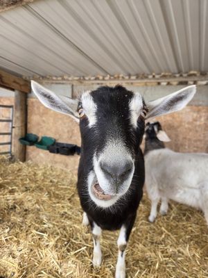 Goat Petting Zoo - Create the most memorable party yet for the special person in your life by booking Groovy Goatz for your next birthday party. Help make lasting memories through the joy of interacting with animals. This one-of-a-kind experience keeps guests entertained and makes your event truly special!
Unique to Groovy Goatz, we offer a package that allows partygoers to paint one of the goats. Don't worry, the paint is safe for animals and washes off after the party is over! Goat Petting Zoo - Create the most memorable party yet for the special person in your life by booking Groovy Goatz for your next birthday party. Help make lasting memories through the joy of interacting with animals. This one-of-a-kind experience keeps guests entertained and makes your event truly special!
Unique to Groovy Goatz, we offer a package that allows partygoers to paint one of the goats. Don't worry, the paint is safe for animals and washes off after the party is over!