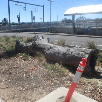 Oaklands Railway Station - Tree - Train Stations Near Me - Oaklands Park, SA