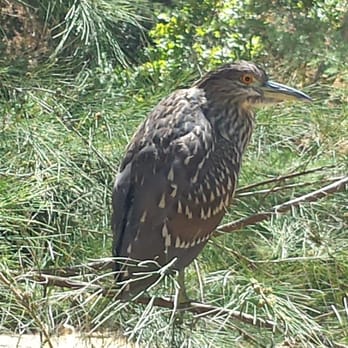 Alum Rock Park - Look how close he let me get! - Parks Near Me - San Jose, California