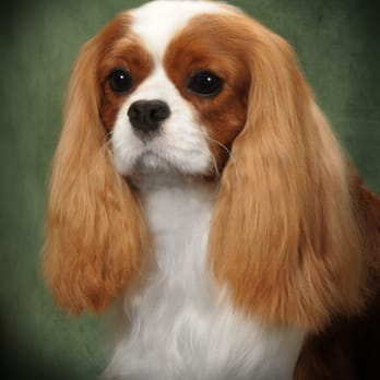Pets Wishes - All breed grooming, day care and full boarding, Just nails too!!! - Pet Groomers Near Me - Saint James, New York Pets Wishes - All breed grooming, day care and full boarding, Just nails too!!! - Pet Groomers Near Me - Saint James, New York