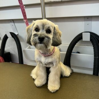 Happy Paws Mobile Grooming - After pic - Pet Groomers Near Me Happy Paws Mobile Grooming - After pic - Pet Groomers Near Me
