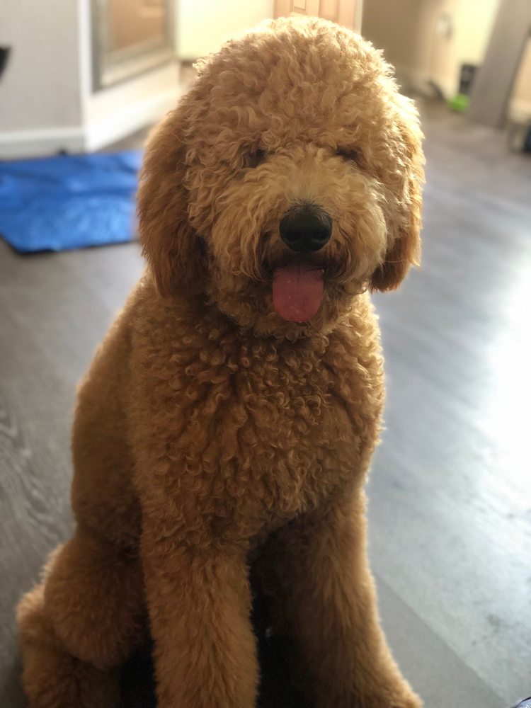 HOME AWAY FROM HOME KENNELS Updated July 2024 29 Reviews 7810