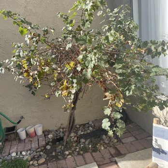 Tree Services Elite - Tree Services Near Me Tree Services Elite - Tree Services Near Me