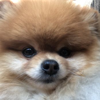 Millie's Dog World - Diamond - Pet Groomers Near Me - Phoenix, Arizona
