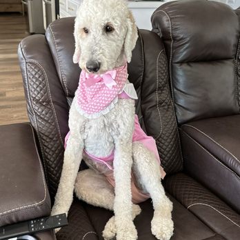 Brush N Pupps Grooming - Grooming - Pet Groomers Near Me - Moreno Valley, California