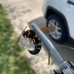 Mid Central Pest Control - Cicada killer wasp
