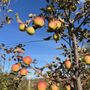 Photo of Sweetland Orchard