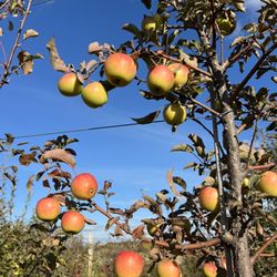 Sweetland Orchard - In the Orchard
