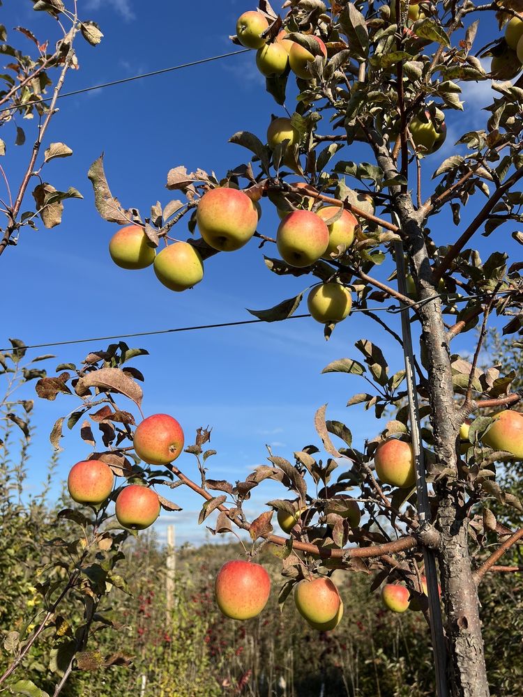 Sweetland Orchard Logo