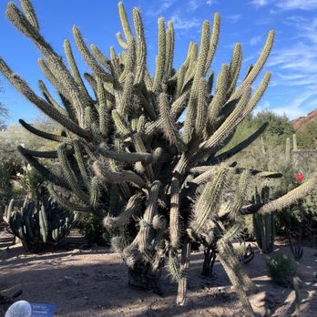 Desert Botanical Garden - Botanical Gardens Near Me - Phoenix, Arizona