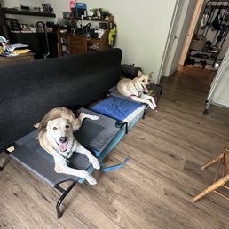 Dogs in place at home. Dogs in place at home.