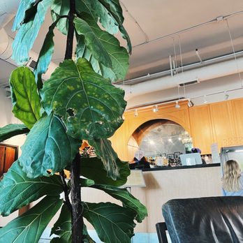La Vita Dolce - Ice Cream & Frozen Yogurt Near Me - Chapel Hill, North Carolina