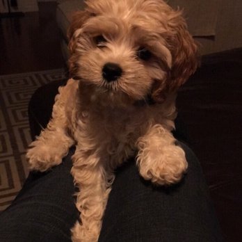 NY Breeder - Pet Training Near Me - White Plains, New York NY Breeder - Pet Training Near Me - White Plains, New York