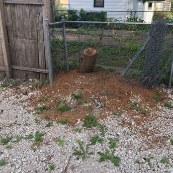 Pro Tree Service - The last stump standing - Tree Services Near Me - Mokena, Illinois