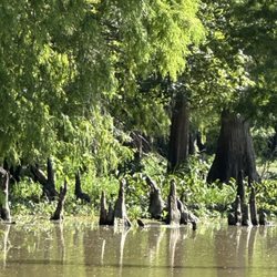 The Last Wilderness Swamp Tour