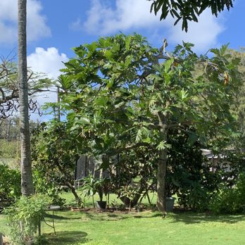 Imua Landscaping - after trim - Tree Services Near Me - Pearl City, Hawaii Imua Landscaping - after trim - Tree Services Near Me - Pearl City, Hawaii