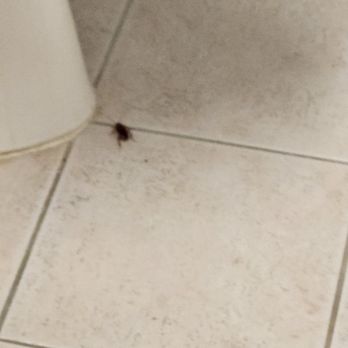 Harrah's Laughlin - A Caesars Rewards Destination - Large cockroach ran from bedroom to bathroom to join his little brother. - Hotels Near Me - Laughlin, Nevada Harrah's Laughlin - A Caesars Rewards Destination - Large cockroach ran from bedroom to bathroom to join his little brother. - Hotels Near Me - Laughlin, Nevada