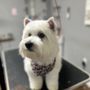 Photo of A-Plus Pet Grooming