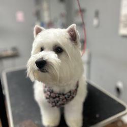 A-Plus Pet Grooming