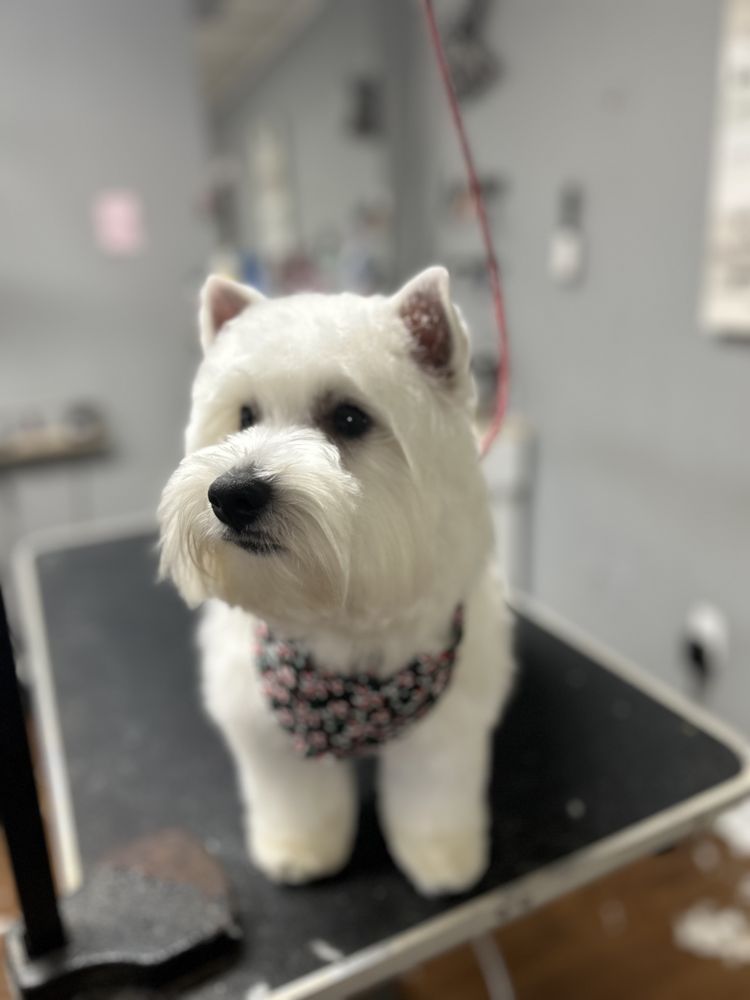 A-Plus Pet Grooming Image