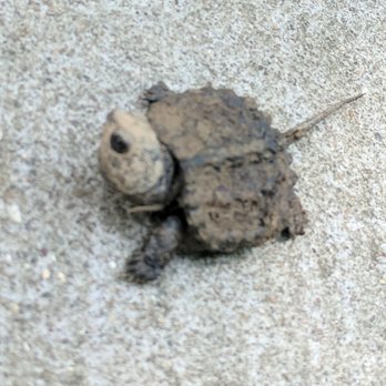 Turkey Run Park - His name is Crawl. He expects humans to be the best they can be. - Parks Near Me - Louisville, Kentucky