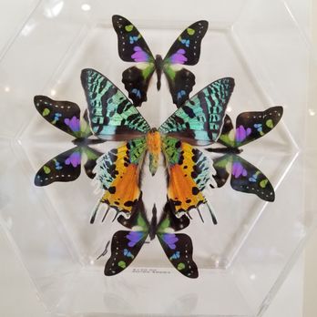 Walgreens - Butterfly house - Drugstores Near Me - Bethalto, Illinois Walgreens - Butterfly house - Drugstores Near Me - Bethalto, Illinois