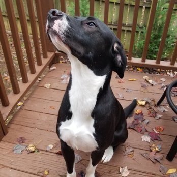 Off Leash K9 Training - Cooper - Pet Training Near Me Off Leash K9 Training - Cooper - Pet Training Near Me