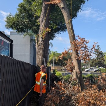 Joyner Tree & Canopy - Tree Services Near Me - Altamonte Springs, Florida Joyner Tree & Canopy - Tree Services Near Me - Altamonte Springs, Florida