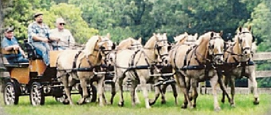 Five Phases Farm - equestrian in Ocala, FL