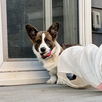 Dog Adventures Northwest - Pet Sitting Near Me Dog Adventures Northwest - Pet Sitting Near Me