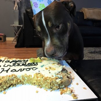 North West Canine Cakes - Havoc discovering how delicious all the peanuts are. - Pet Stores Near Me North West Canine Cakes - Havoc discovering how delicious all the peanuts are. - Pet Stores Near Me