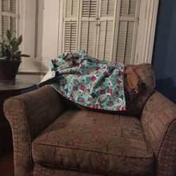 Savannah International Pensione - Cupcake, Brian's sweet dog!