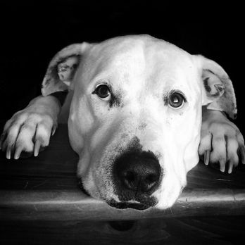 Furry People Pet Sitting - Pet Portraits! - Pet Sitting Near Me Furry People Pet Sitting - Pet Portraits! - Pet Sitting Near Me