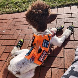 Photo of my service dog in vest he was wearing the day this took place