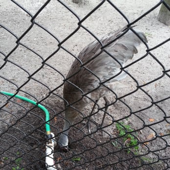 Peace River Wildlife Center - Sandhill Crane - Animal Shelters Near Me - Punta Gorda, Florida Peace River Wildlife Center - Sandhill Crane - Animal Shelters Near Me - Punta Gorda, Florida