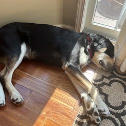 The Barker Lounge - Bear passed out after 13 days at Barker lounge