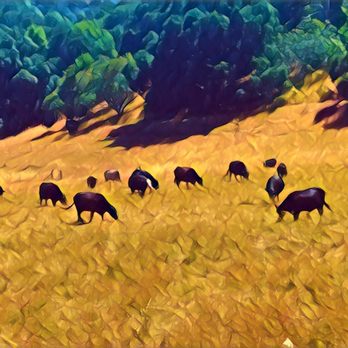 Fernandez Ranch - Windmill Trail - Hiking Near Me - Martinez, California