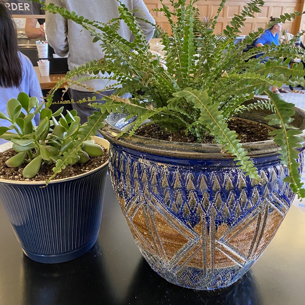 Familia - Love those plants. - Coffee & Tea Near Me - Eureka, California Familia - Love those plants. - Coffee & Tea Near Me - Eureka, California