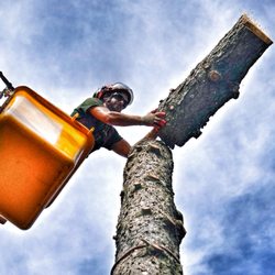 Pine Valley Tree Service - Our modern equipment paired with comprehensive strategy separates us from our competitors.