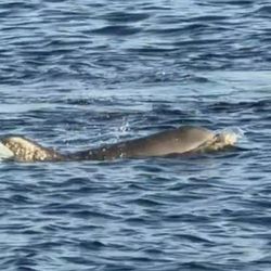 Dolphins Down Under - Dolphins