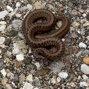 Vermin X Pest Control - Pest Control Near Me - Austin, Texas
