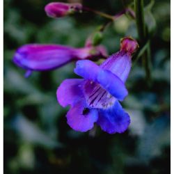 Cuyamaca Rancho State Park - Foothills Penstemon