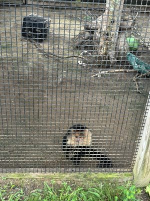 Alabama Gulf Coast Zoo by null