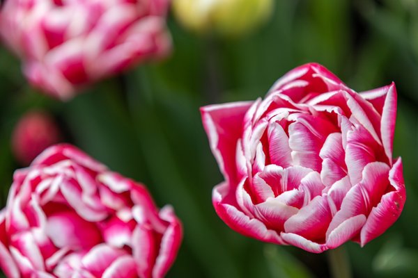 Skagit Valley Tulip Festival Headquarters by null