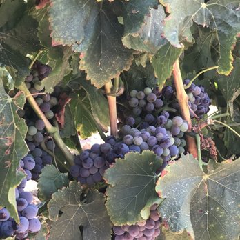 Miramonte Winery - Wineries Near Me - Temecula, California Miramonte Winery - Wineries Near Me - Temecula, California