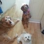 Photo of Best Buddy Pet Spa