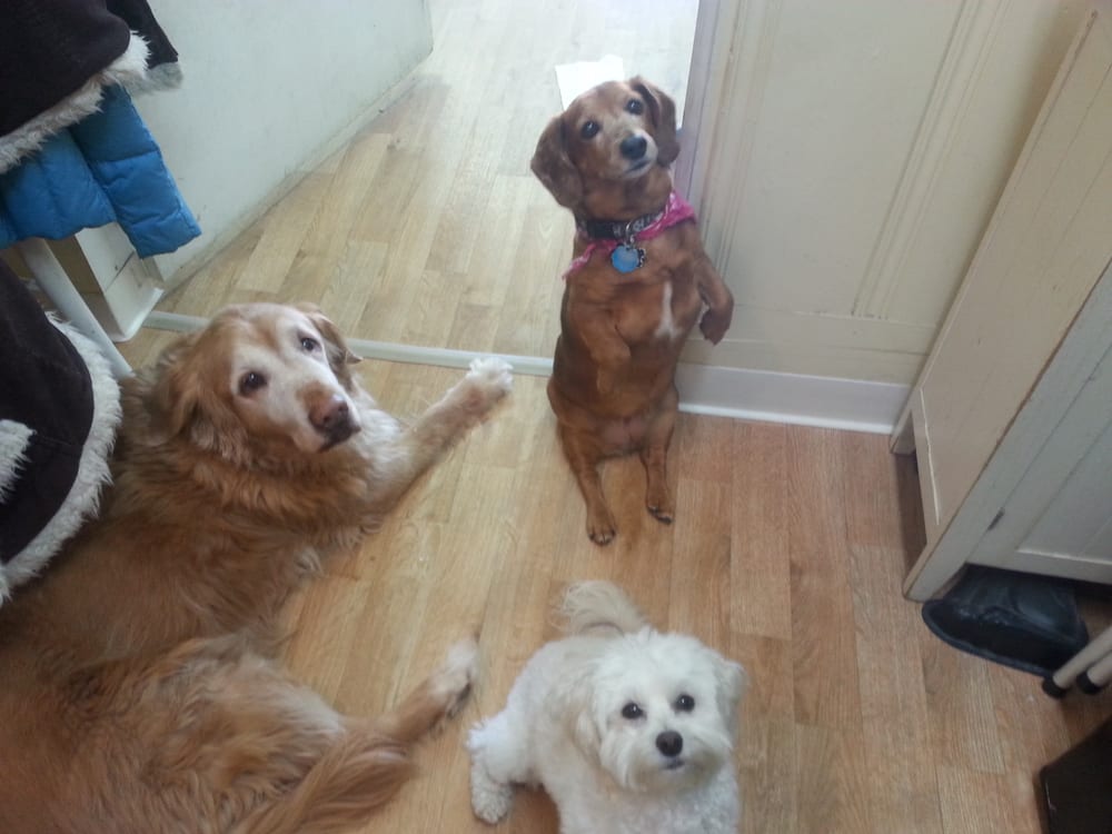 BEST BUDDY PET SPA Updated September 2024 10 Reviews 78 R S St