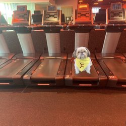 Orangetheory Fitness Marana - My dog Lucky Boo edited into photo! My dog pushes me too to live a happy and healthy life for him!!