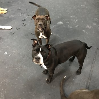 Wag Bend - Pet Sitting Near Me - Bend, Oregon Wag Bend - Pet Sitting Near Me - Bend, Oregon