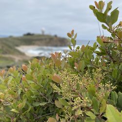 Pillar Point Bluff